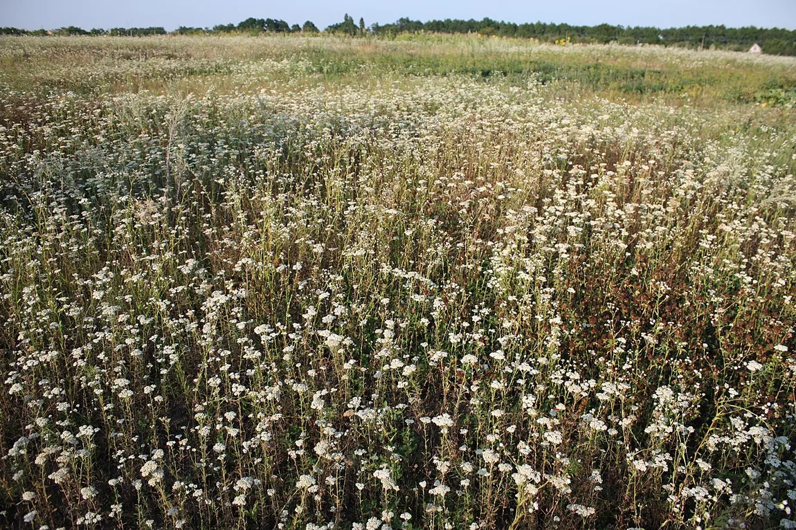 Gewöhnliche Schafgarbe (Achillea millefolium)