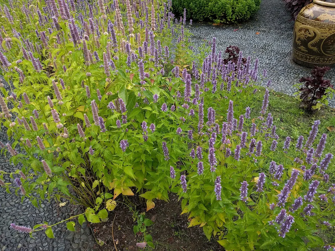 Koreanische Duftnessel (Agastache rugosa)