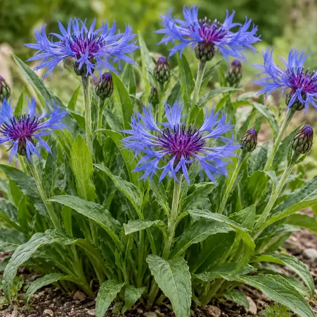 KI-generierte, botanisch ungeprüfte Illustration: Berg-Flockenblume (Centaurea montana)
