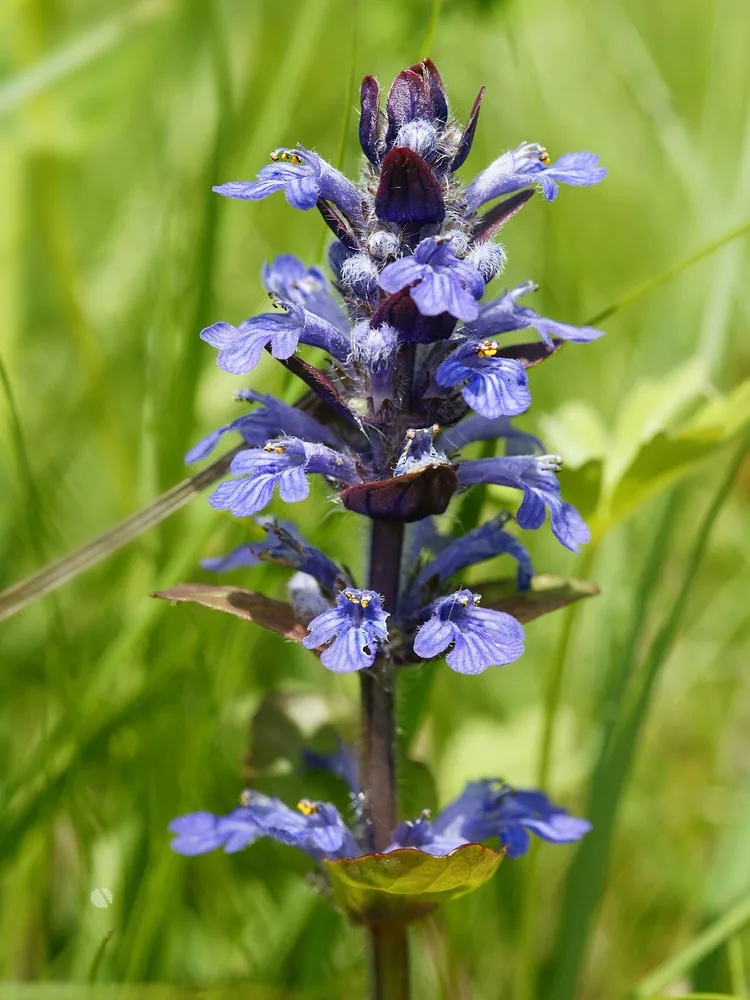 Kriechender Günsel (Ajuga reptans)