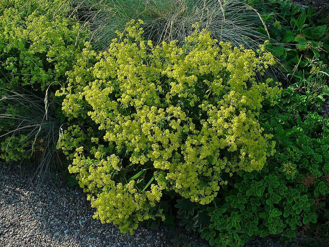 Weicher Frauenmantel (Alchemilla mollis)