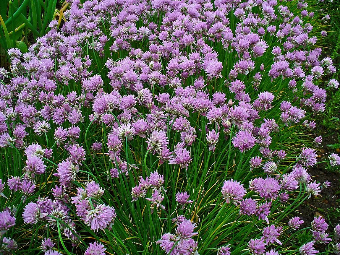 Schnittlauch (Allium schoenoprasum)