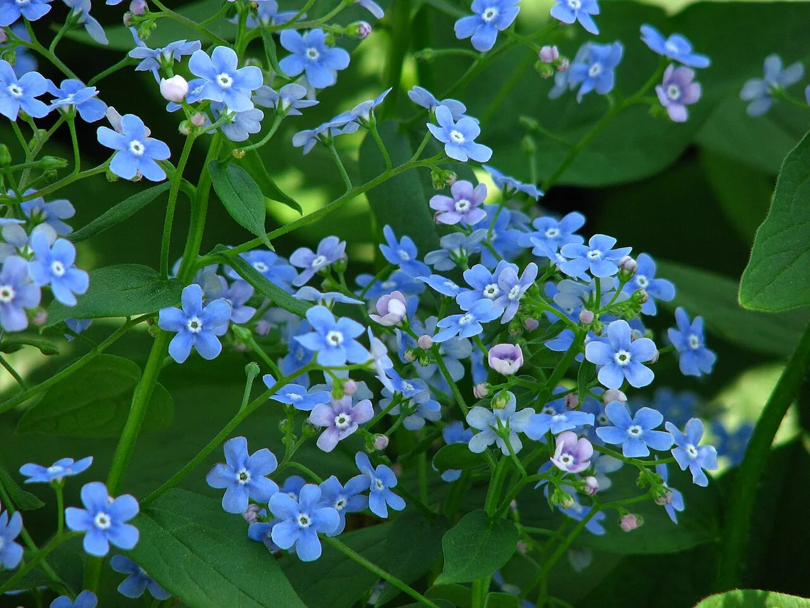Kaukasusvergissmeinnicht (Brunnera macrophylla) als Beispiel für Halbschatten
