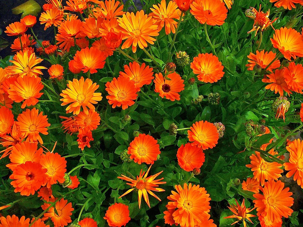 Garten-Ringelblume (Calendula officinalis) – Abgebildet: Gartenausprägung von Calendula officinalis; Blütenform und Farbe können sortenabhängig abweichen.