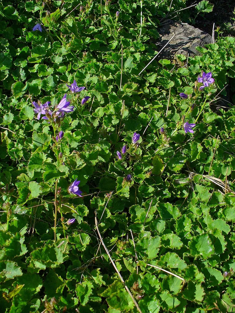Hängepolster-Glockenblume (Campanula poscharskyana)