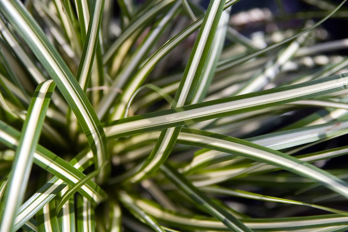 Japan-Segge (Carex oshimensis) – Abgebildet: Carex oshimensis 'Evergold', nicht die gruene Wildform.