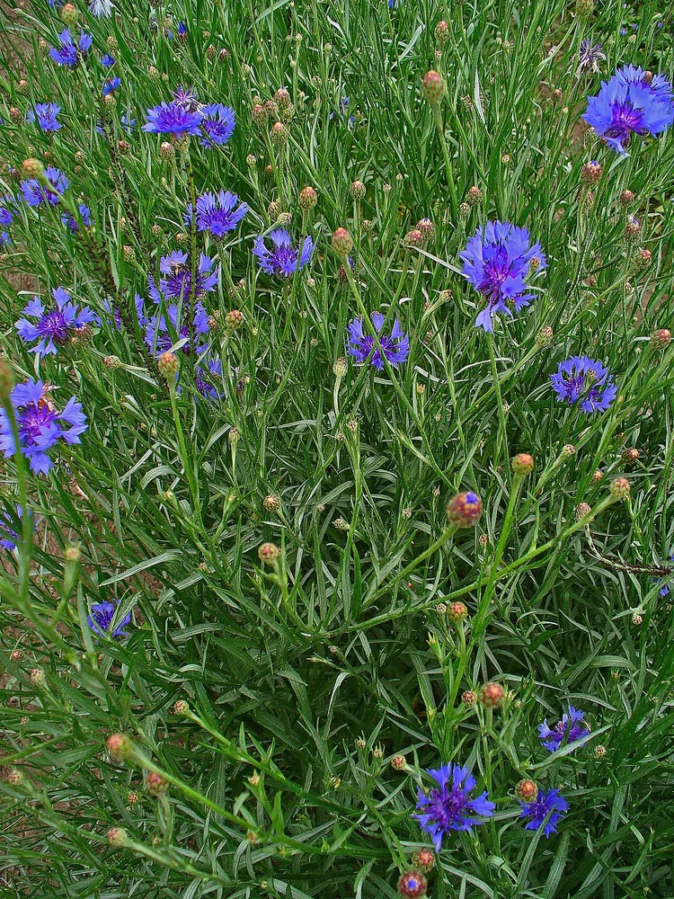 Kornblume (Centaurea cyanus)
