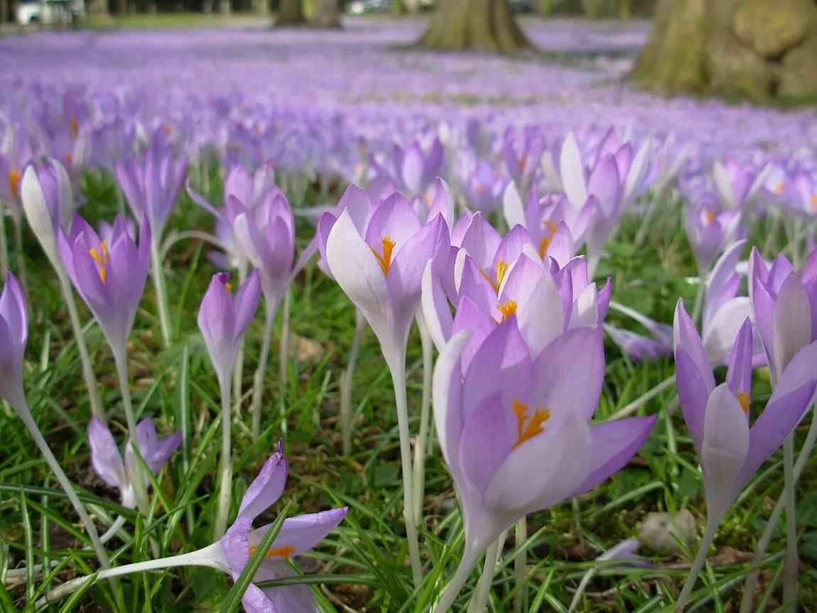 Elfen-Krokus (Crocus tommasinianus)