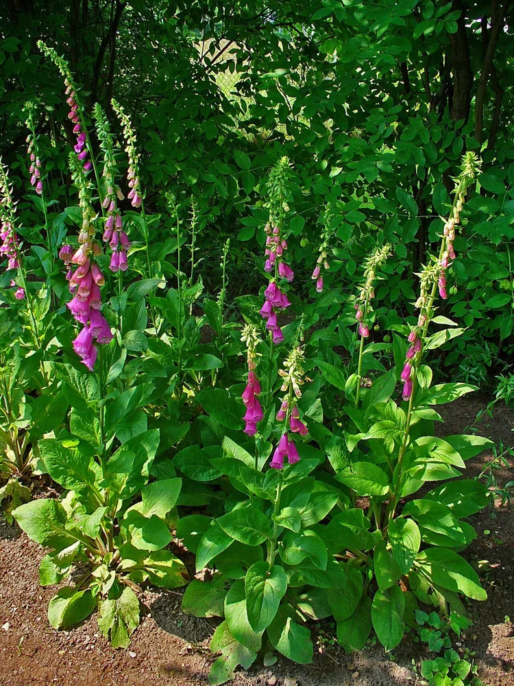 Roter Fingerhut (Digitalis purpurea)