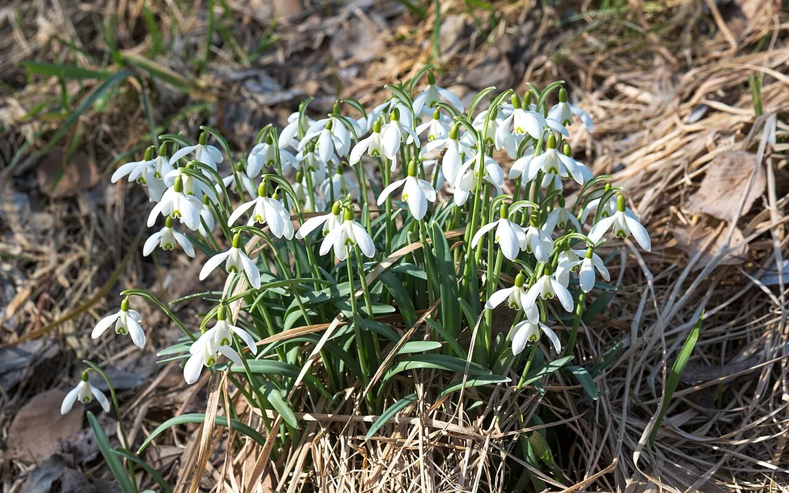 Kleines Schneeglöckchen (Galanthus nivalis)