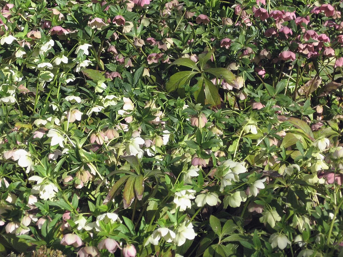 Orientalische Lenzrose (Helleborus orientalis)