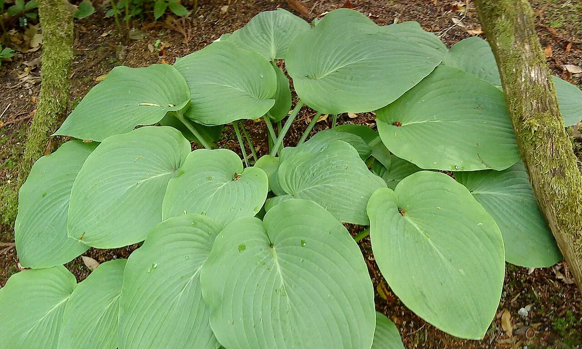 Siebold-Funkie (Hosta sieboldiana)