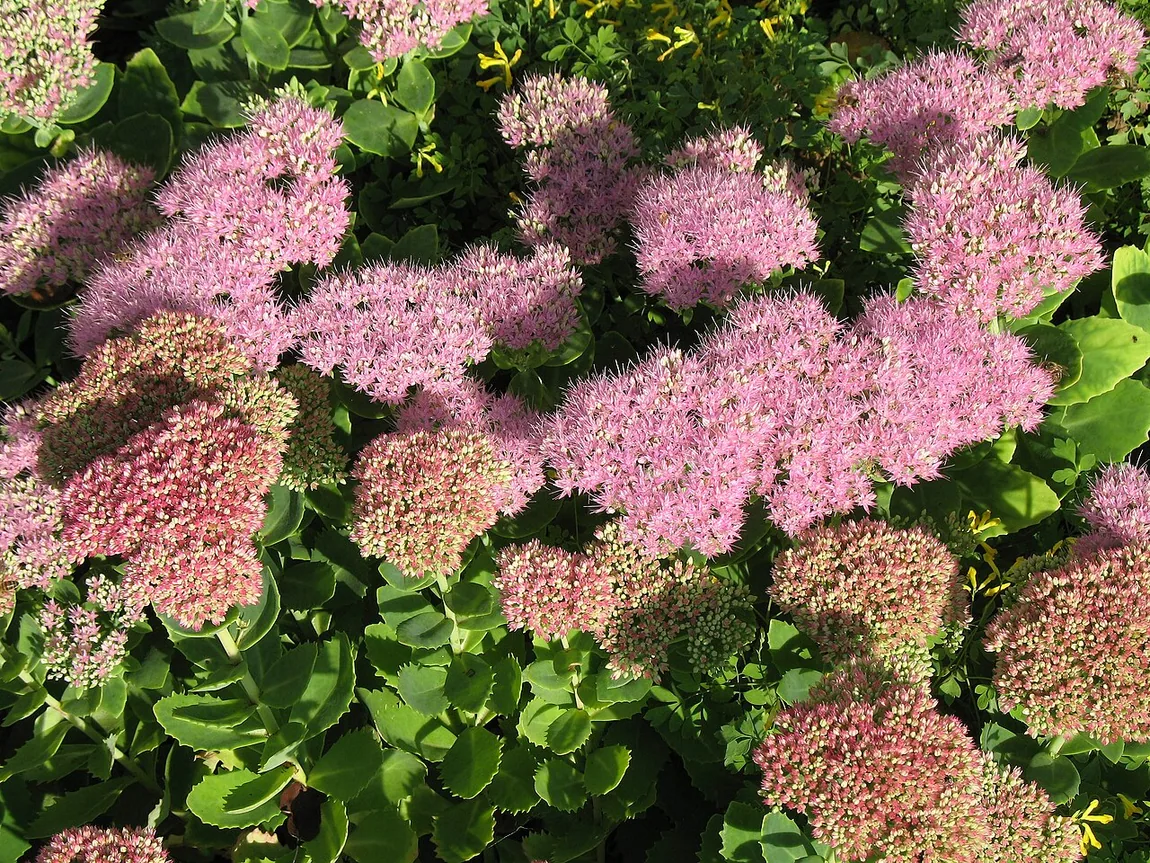 Pracht-Fetthenne (Hylotelephium spectabile) als Beispiel für ein eher trockenes Beet