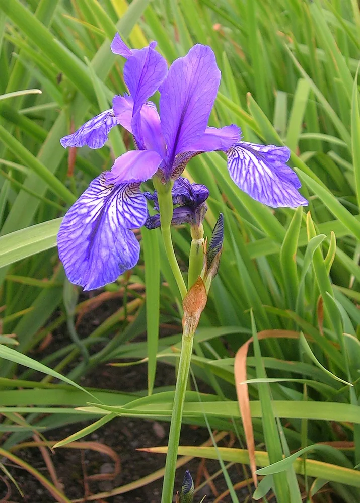Sibirische Schwertlilie (Iris sibirica), eine Staude für frische Standorte