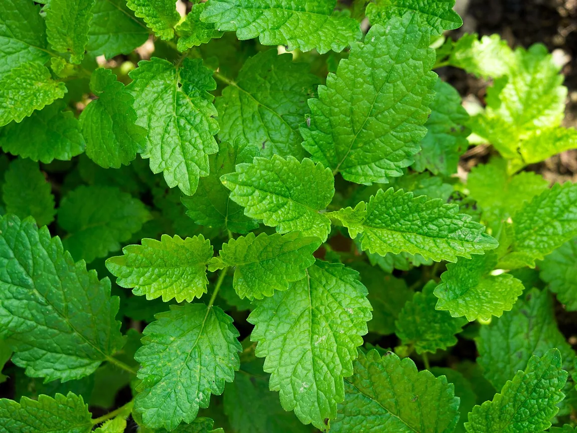 Zitronenmelisse (Melissa officinalis)