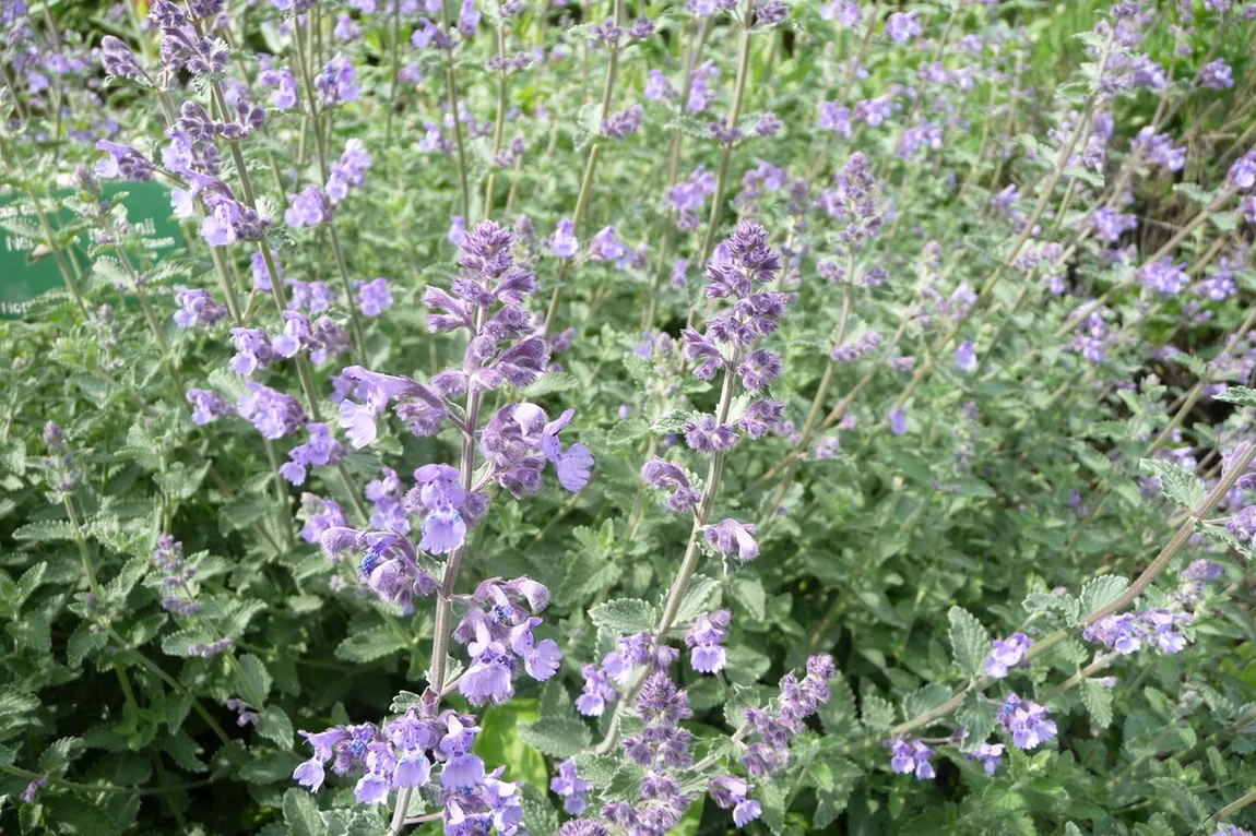 Garten-Katzenminze (Nepeta × faassenii)