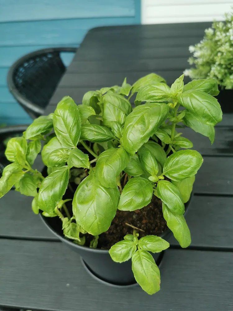 Basilikum (Ocimum basilicum)