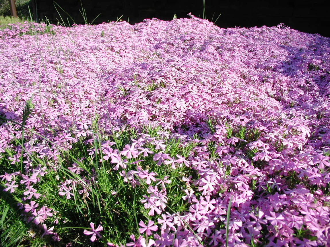 Polster-Phlox (Phlox subulata)