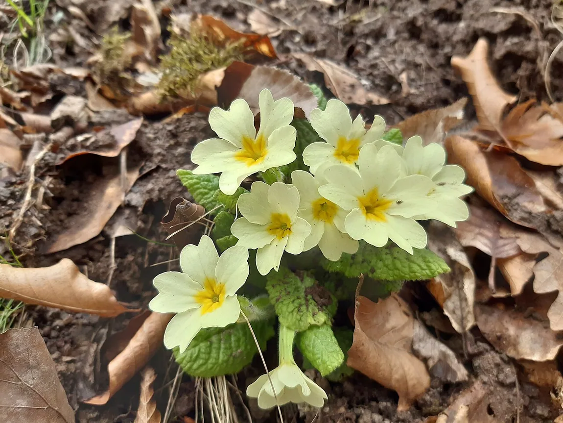 Kissenprimel (Stängellose Primel) (Primula vulgaris)