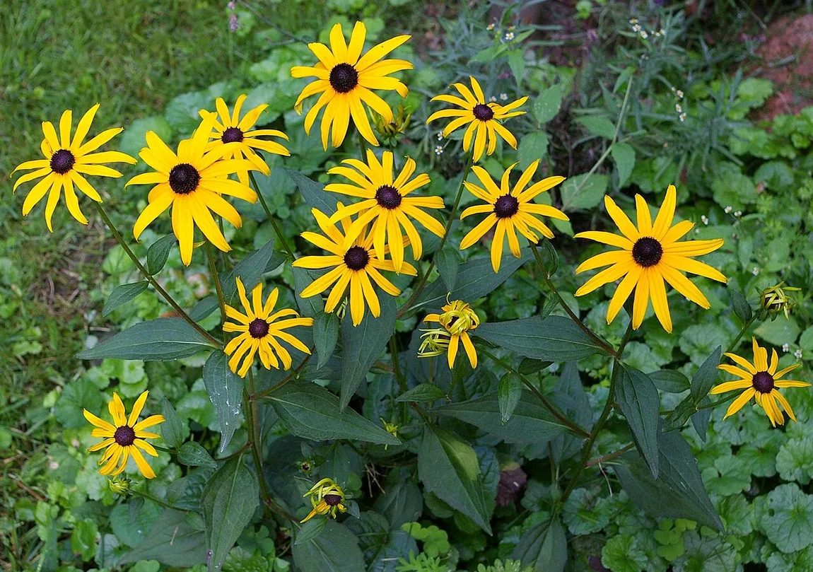 Leuchtender Sonnenhut (Rudbeckia fulgida) – Abgebildet: Rudbeckia fulgida 'Goldsturm' (Kultivar), nicht die botanische Wildform.