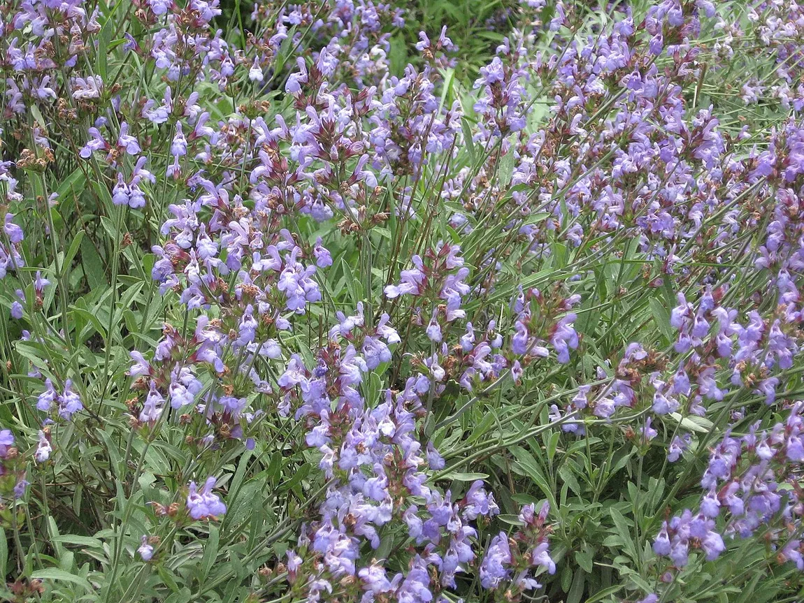 Echter Salbei (Salvia officinalis)