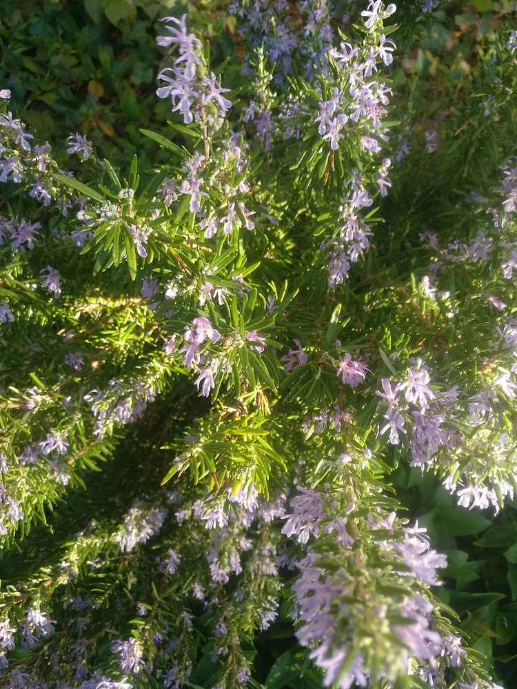 Rosmarin (Salvia rosmarinus)