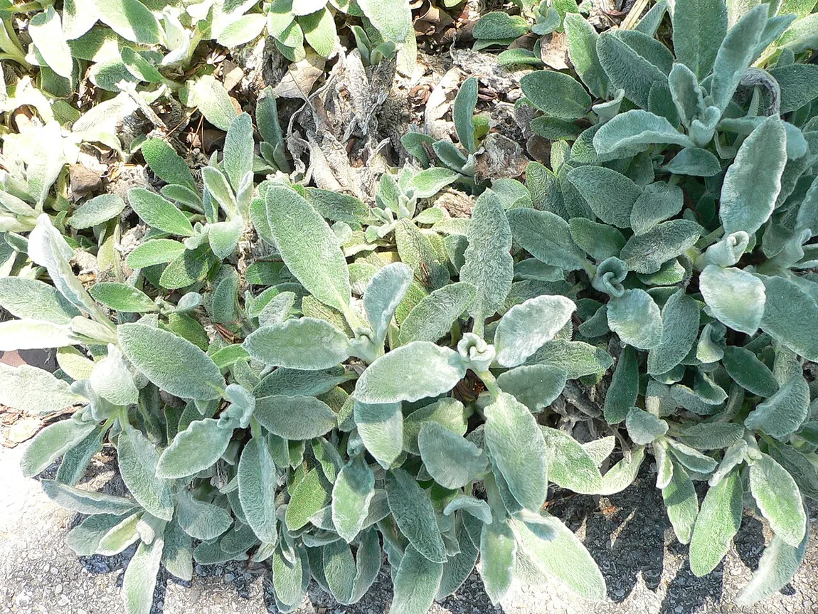 Woll-Ziest (Stachys byzantina)