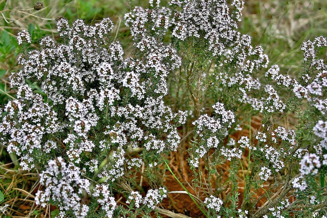 Echter Thymian (Thymus vulgaris)