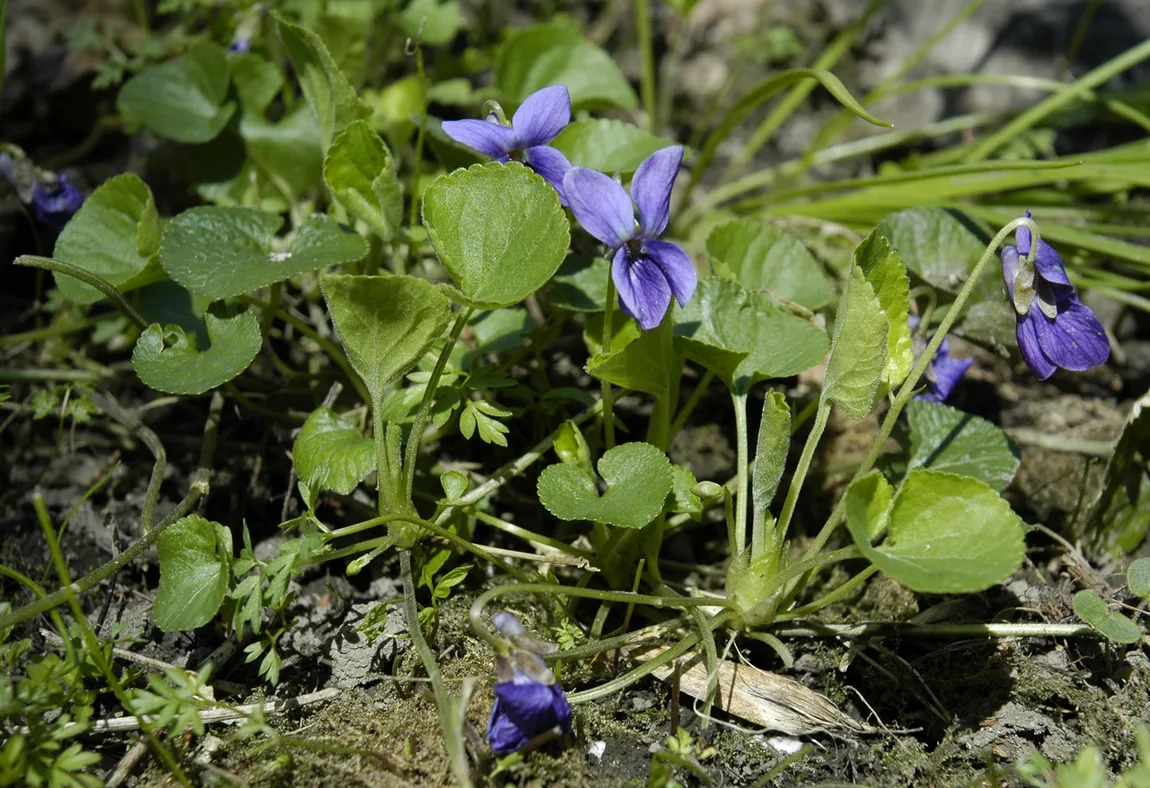 Duft-Veilchen (Viola odorata)