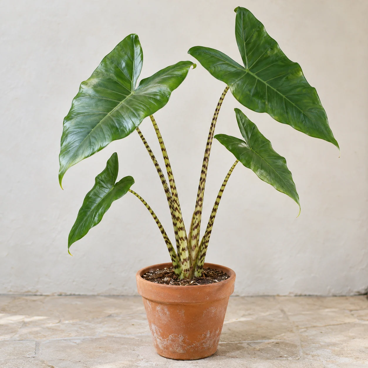 KI-generierte Darstellung: Alokasie mit gestreiften Stielen (Alocasia zebrina)