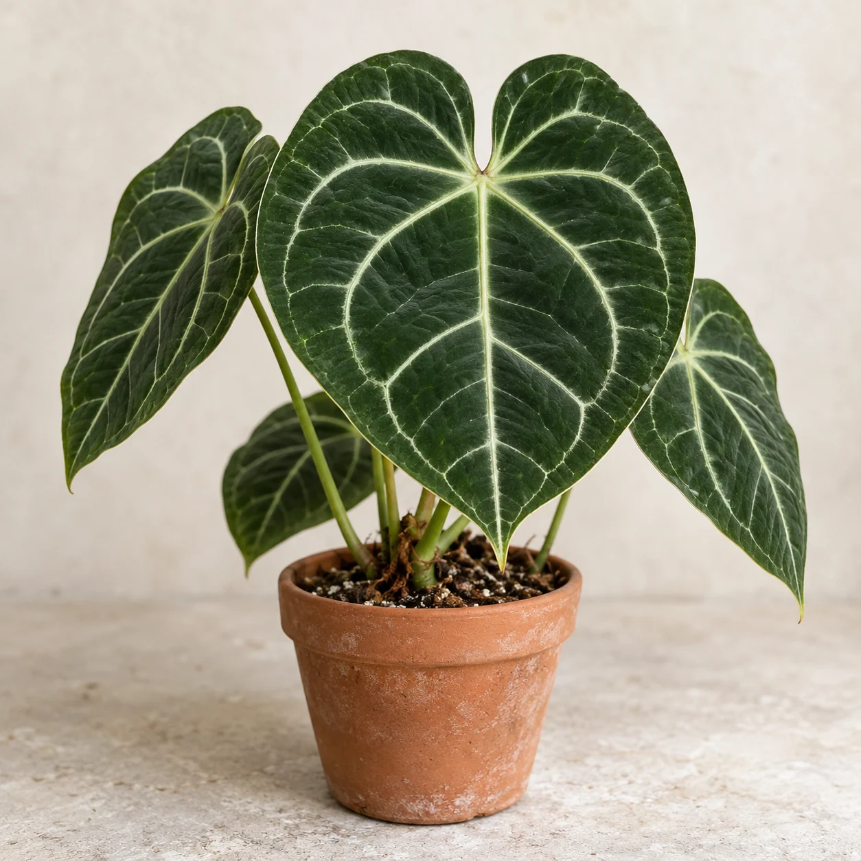 KI-generierte Darstellung: Samt-Anthurie (Anthurium clarinervium)