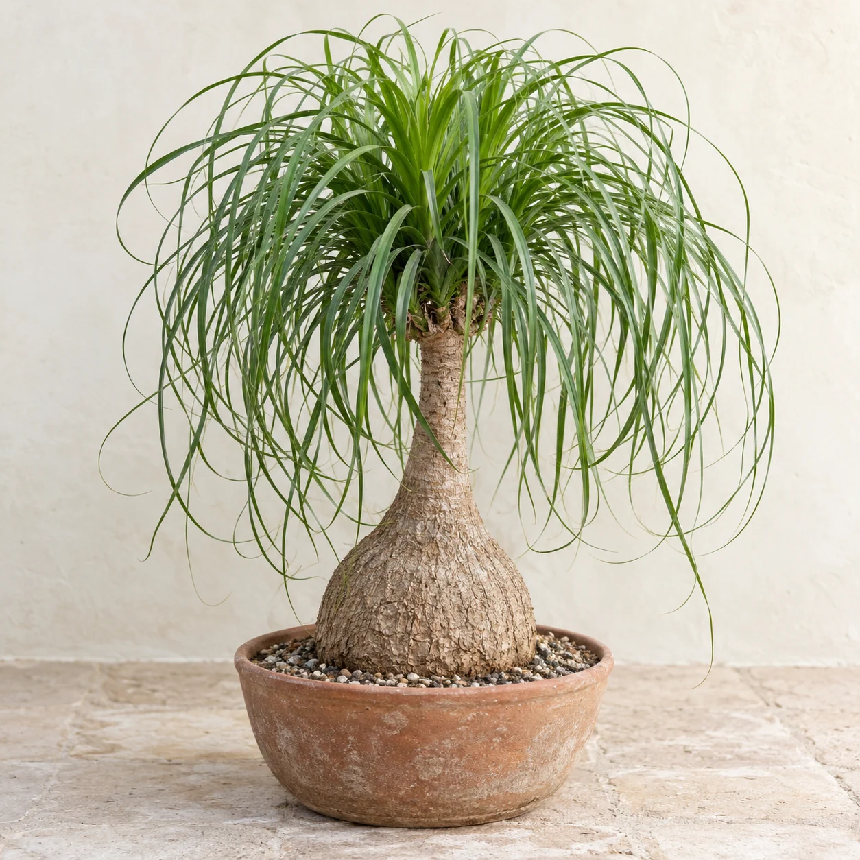 KI-generierte Darstellung: Elefantenfuß (Beaucarnea recurvata)