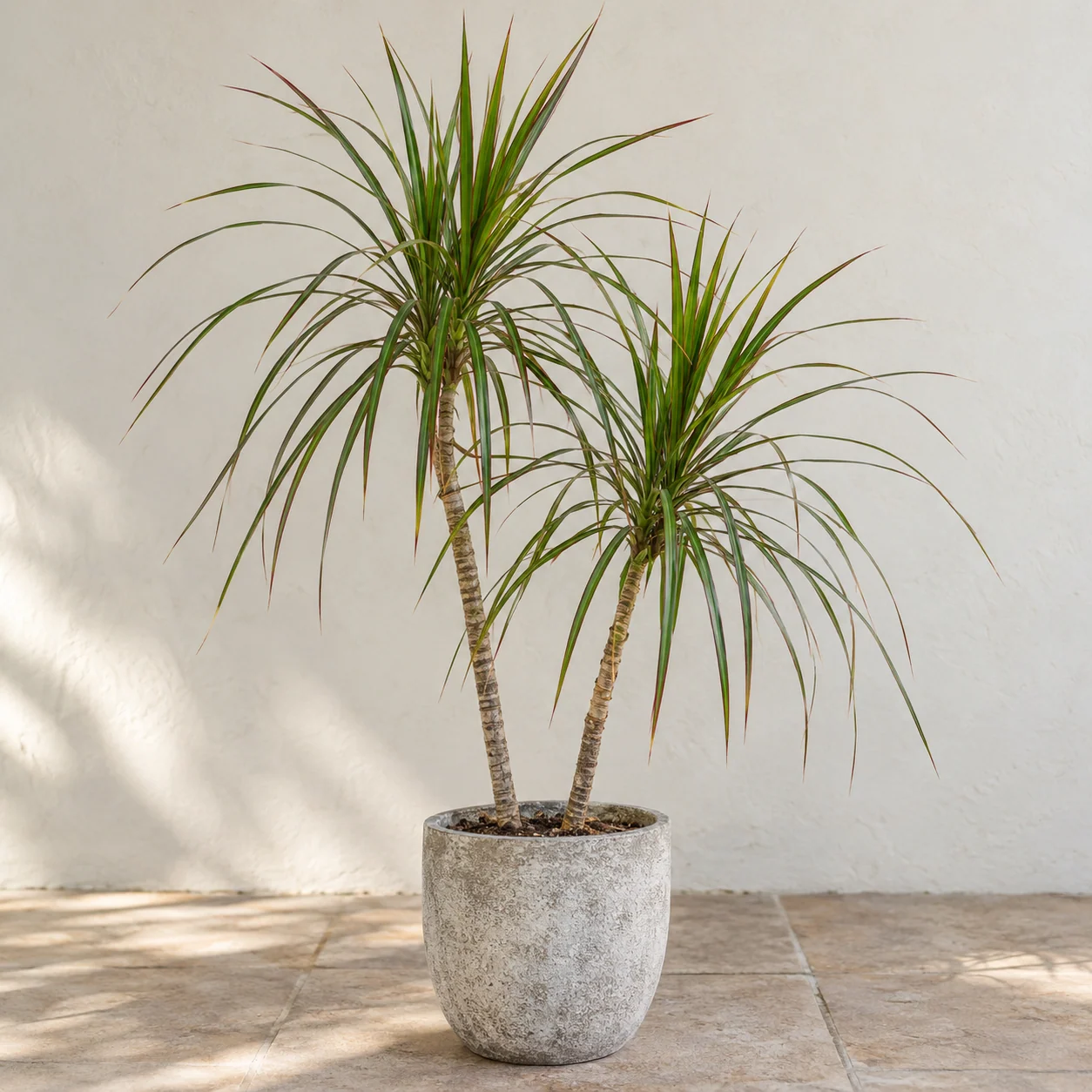 KI-generierte Darstellung: Schmalblättriger Drachenbaum (Dracaena reflexa var. angustifolia (Dracaena marginata))
