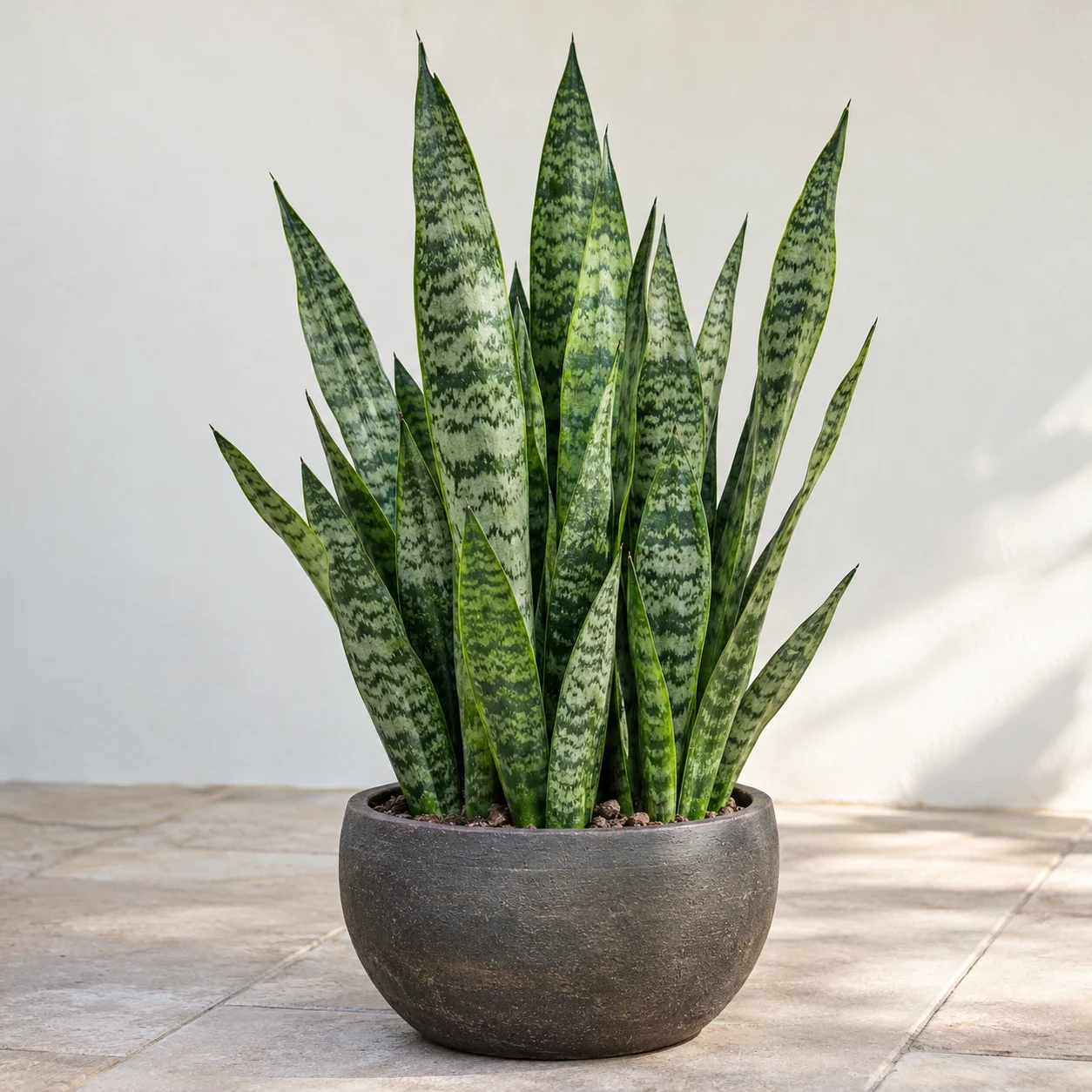 KI-generierte Darstellung: Bogenhanf (Dracaena trifasciata)