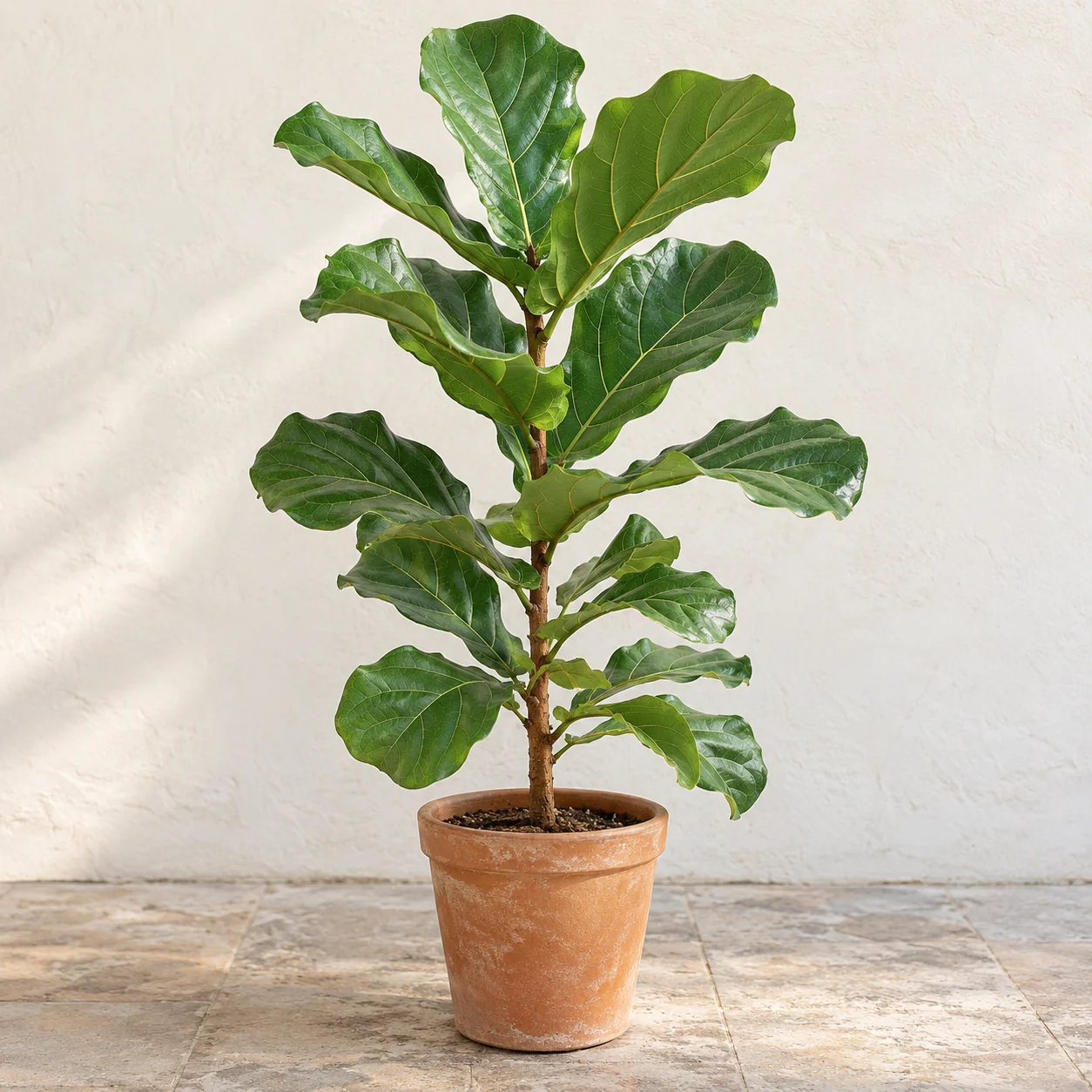 KI-generierte Darstellung: Geigenfeige (Ficus lyrata)