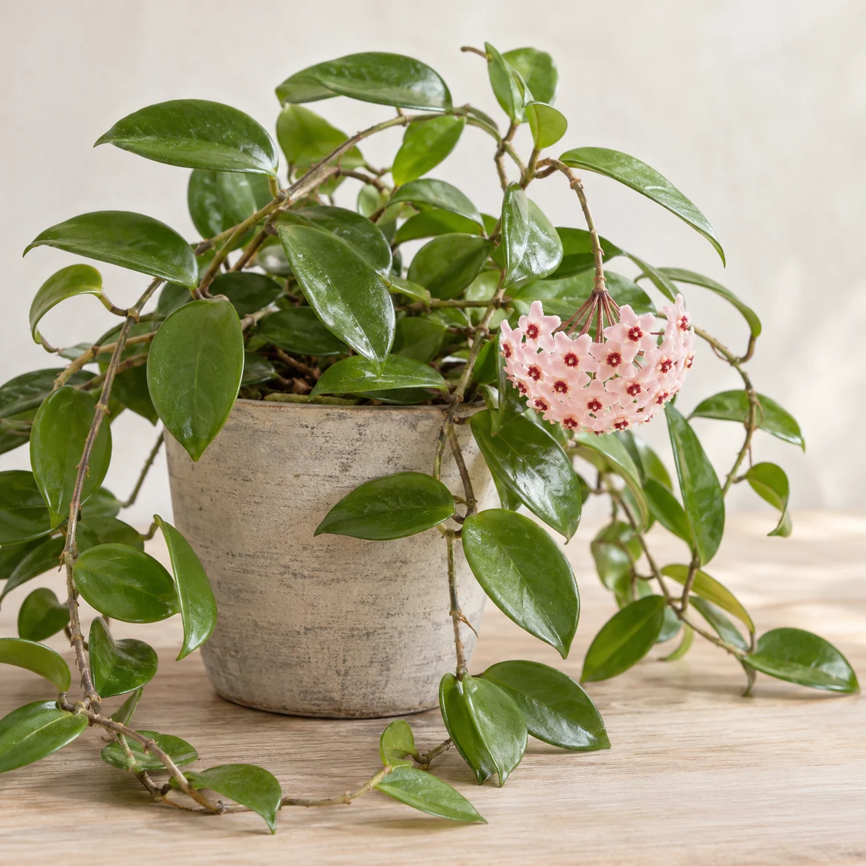 KI-generierte Darstellung: Wachsblume (Hoya carnosa)