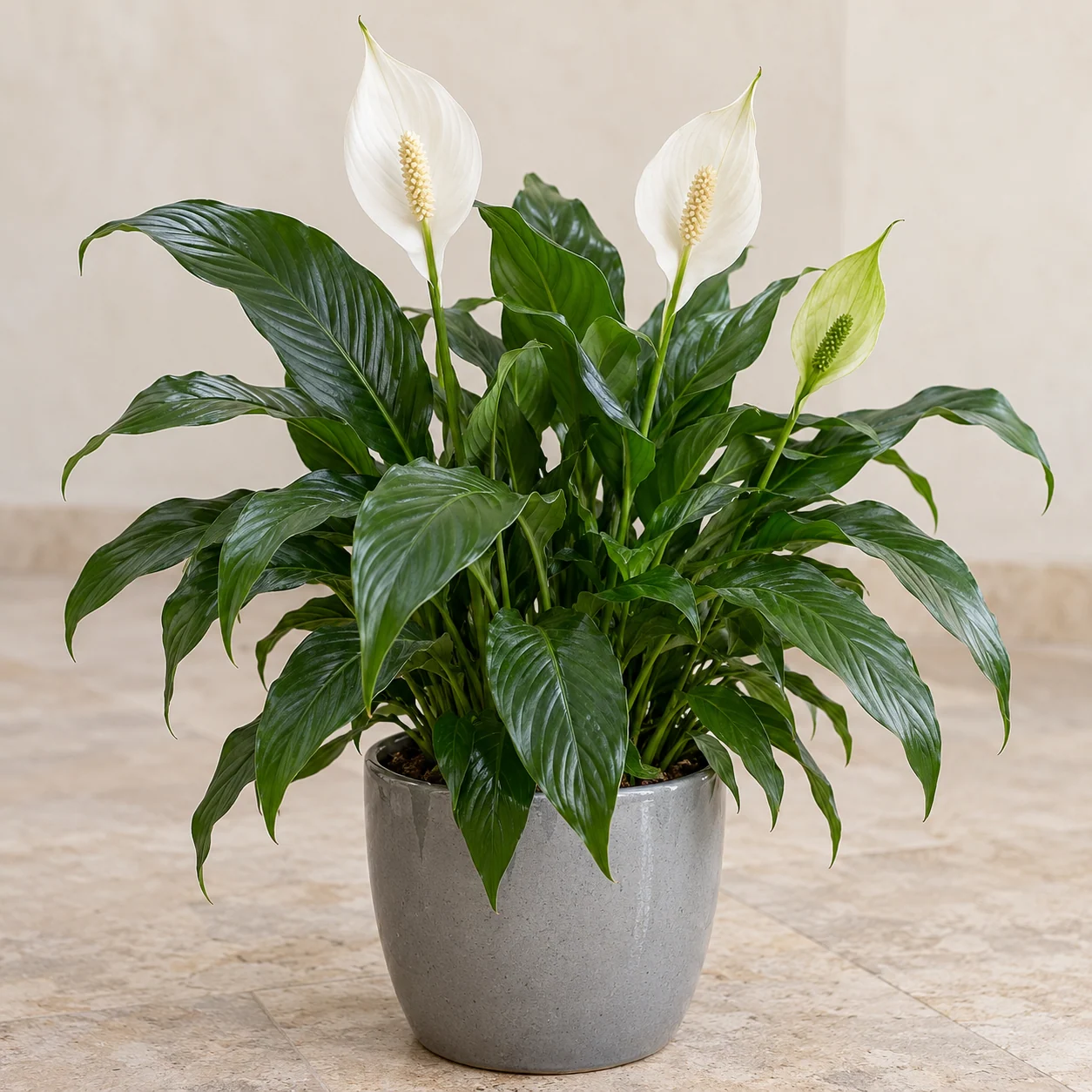 KI-generierte Darstellung: Einblatt (Spathiphyllum wallisii)