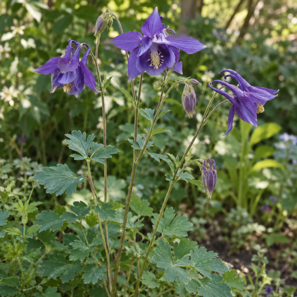 KI-generierte Darstellung: Gewöhnliche Akelei (Aquilegia vulgaris)