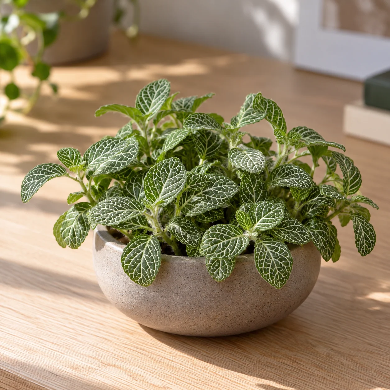 KI-generierte Darstellung: Mosaikpflanze (Fittonia albivenis)