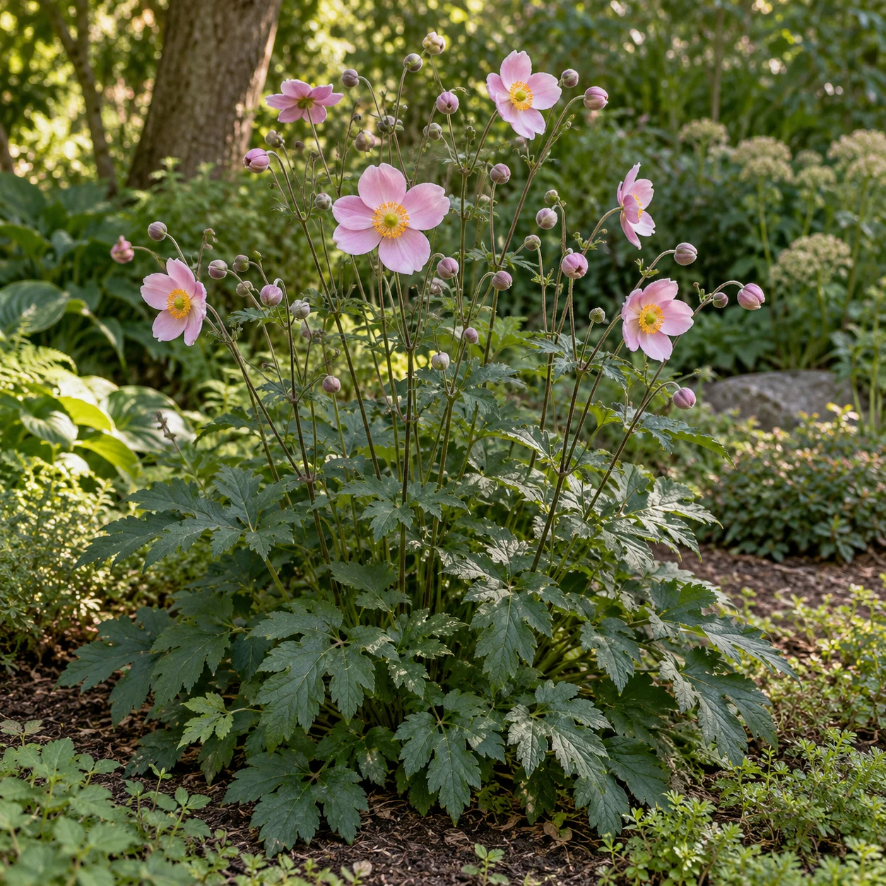 KI-generierte Darstellung: Herbst-Anemone (Anemone hupehensis)
