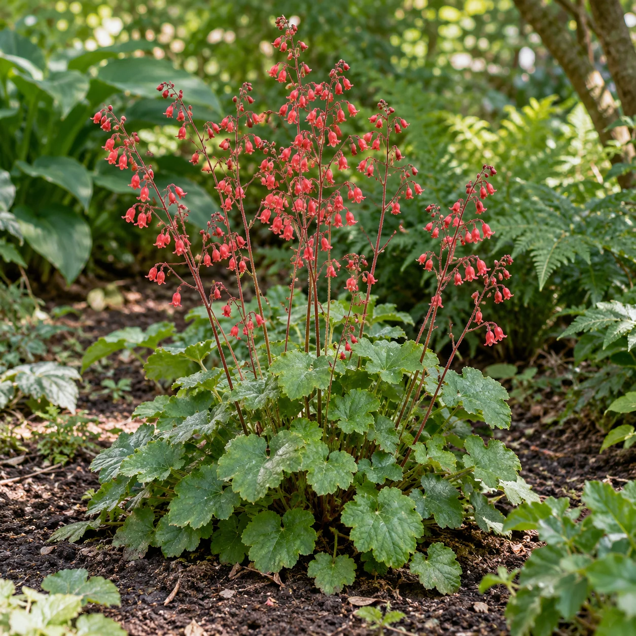 KI-generierte Darstellung: Purpurglöckchen (Heuchera sanguinea)